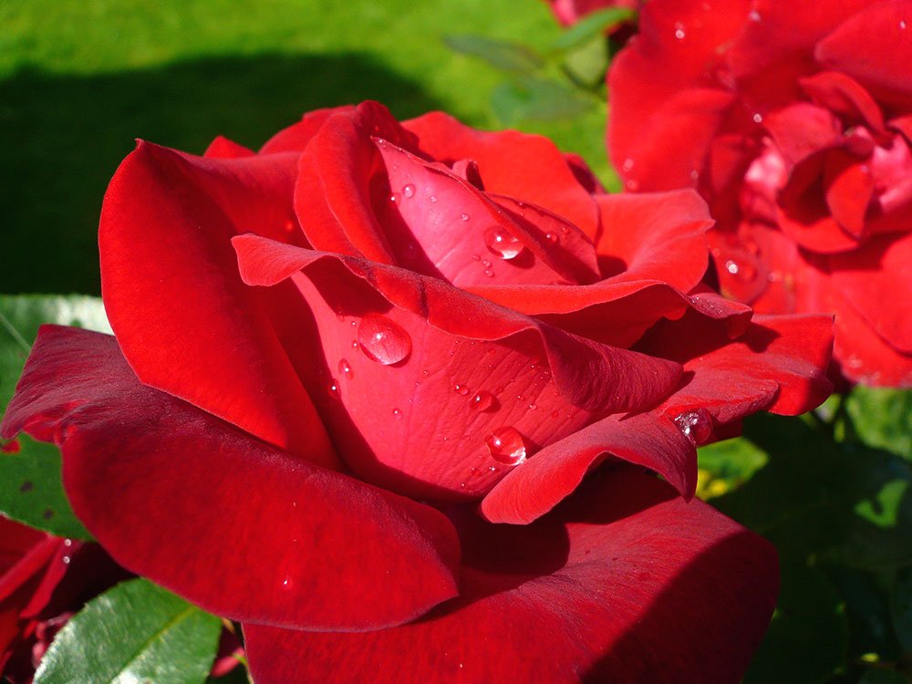 Fata în verde şi trandafirul roşu 76331