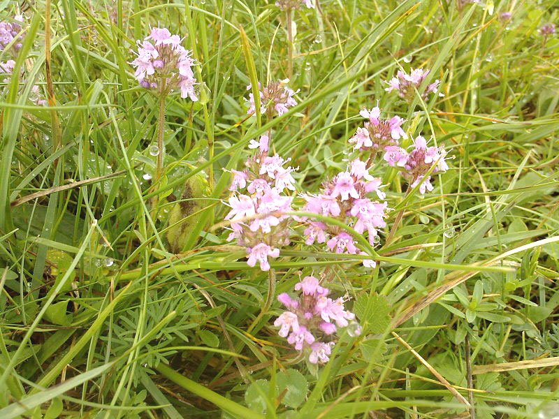 Plante recomandate în tratamentul emfizemului pulmonar 76083