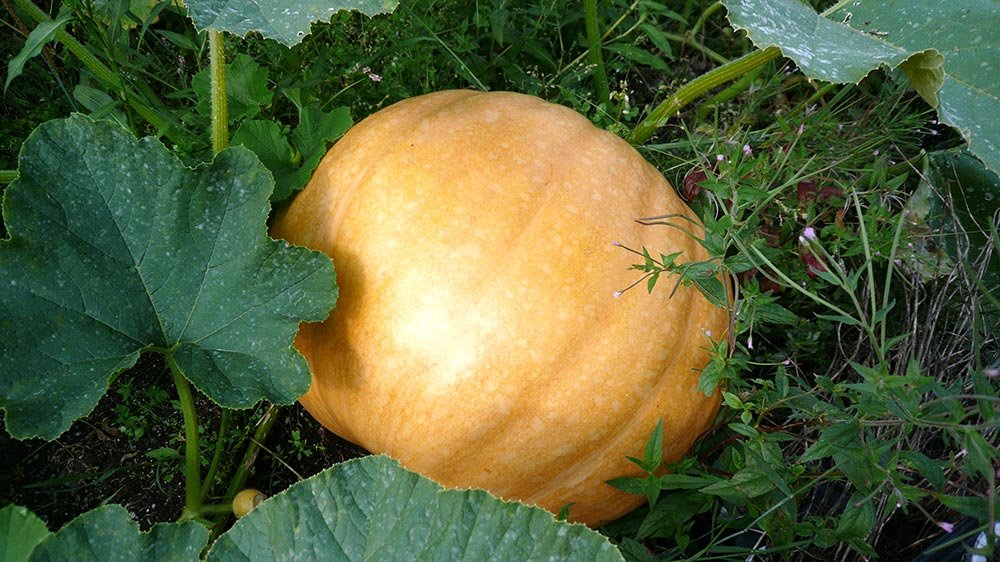 Dovleacul regenerează şi vindecă afecţiunile tumorale 75941