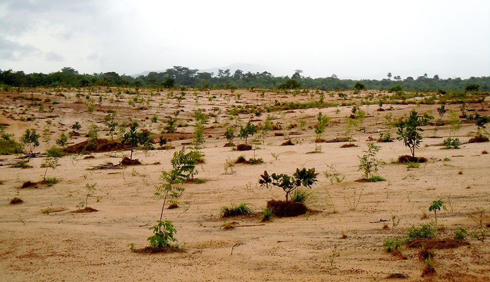 Aproape 4.300 de hectare vor fi împădurite în această toamnă 75677