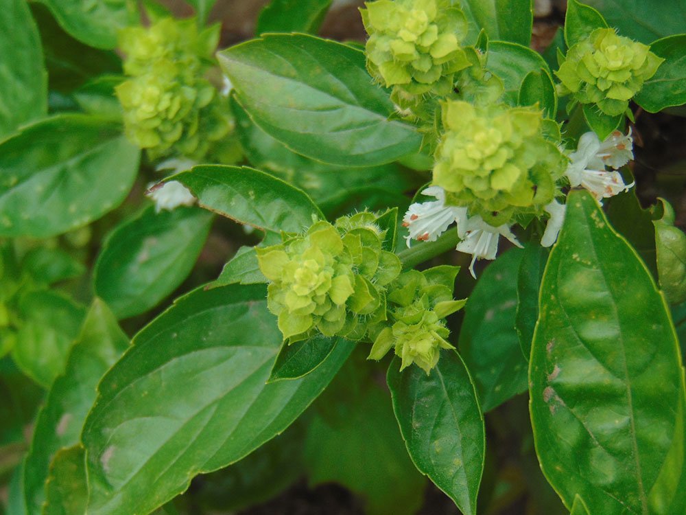 Busuiocul, sursă importantă de fier, calciu şi vitamina A 75656