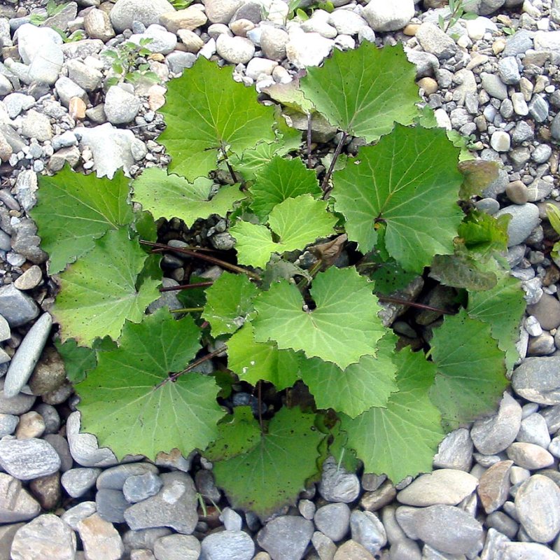 Combaterea pneumoniei în anotimpul rece 75517