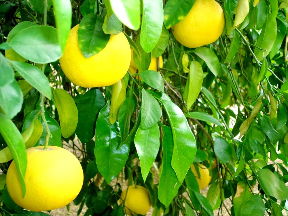 Drăgaica şi citricele ajută la eliminarea limfei 75518