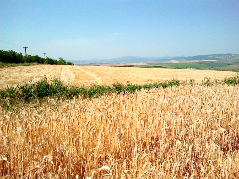 Egiptul a mai cumpărat 120.000 de tone de grâu românesc 75118