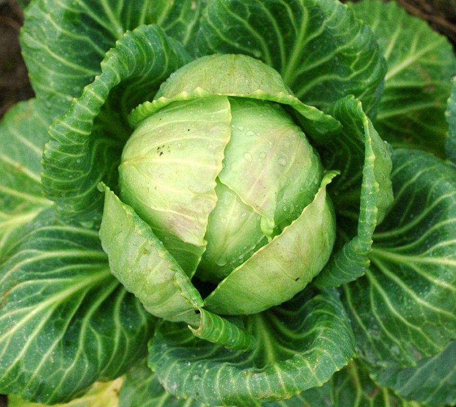 Varza este antitumorală şi antireumatică 74942