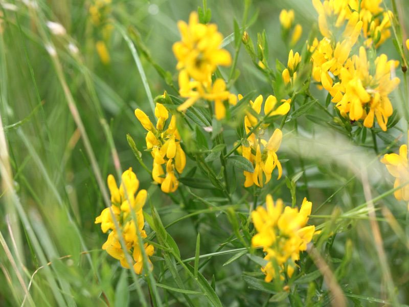 Fitoterapia ajută la un mai bun control al alergiilor 74771