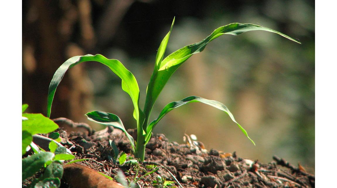 Investiţii europene în fermele româneşti 74039