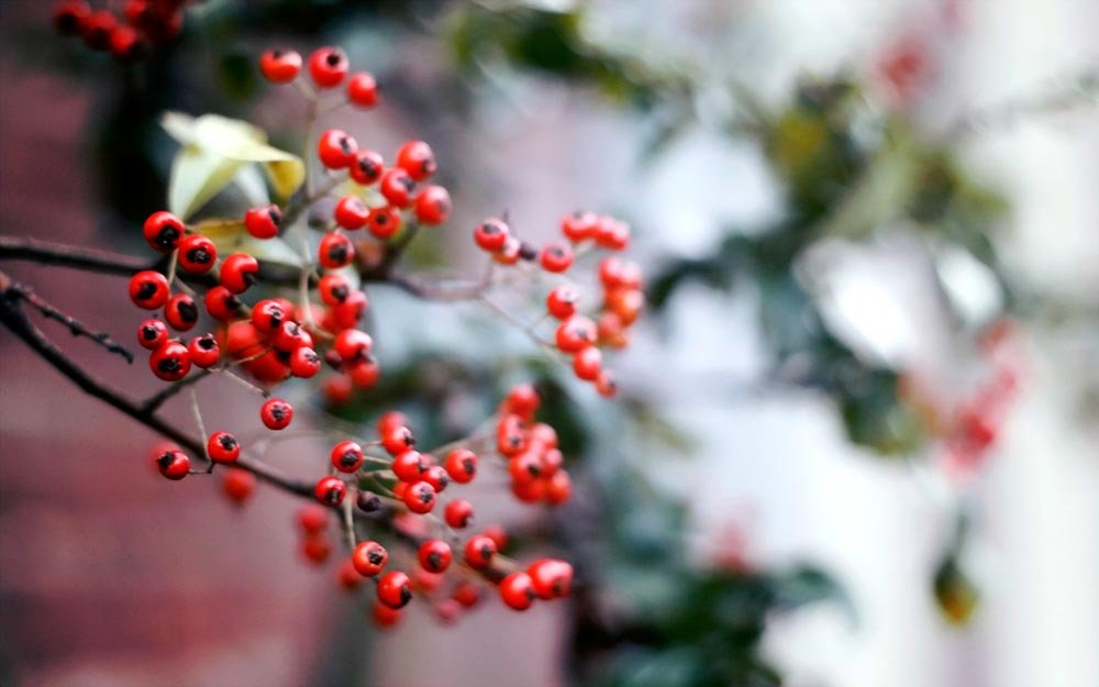 Vasluiul, primul loc în ţară la exportul de fructe de pădure 74041