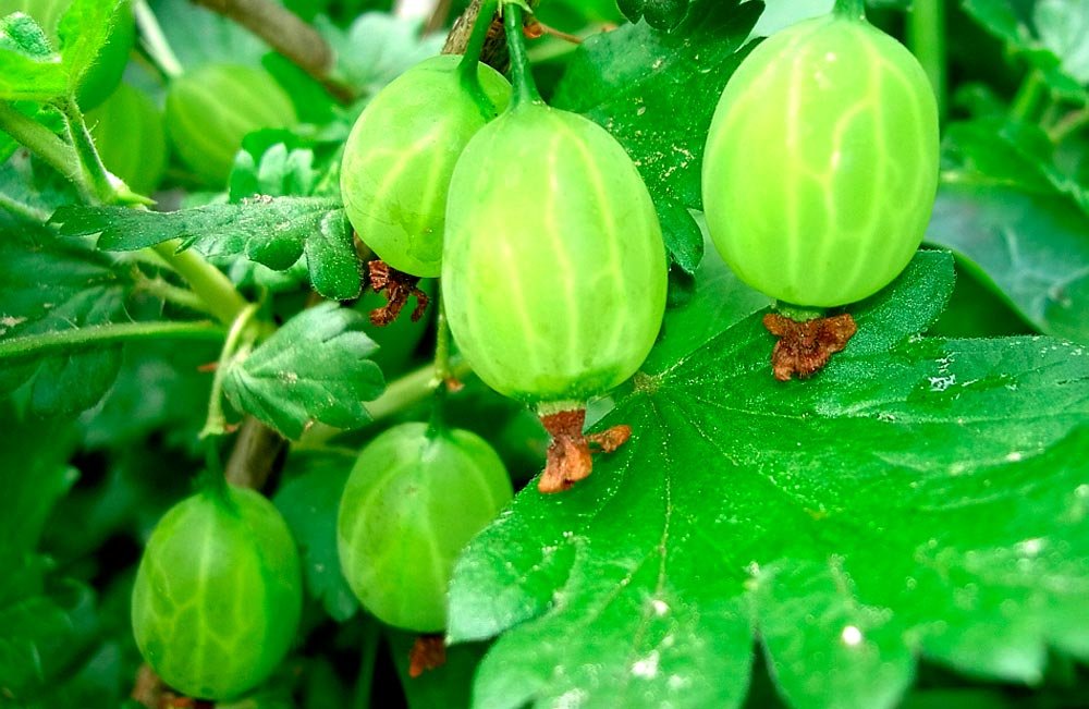 Tratamente naturiste în ciroza hepatică 73745