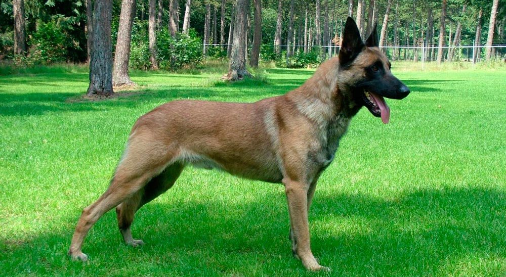 Noi şi necuvântătoarele – o istorie fără sfârşit 73619