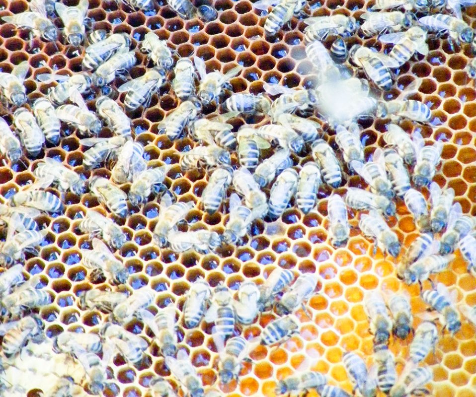 Mierea, aurul dulce 73291