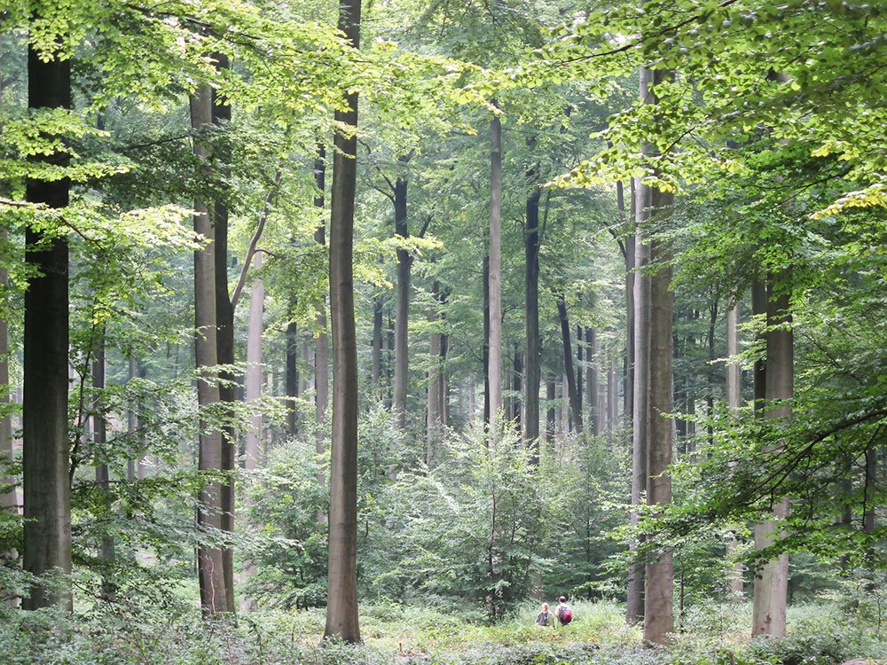 Lucrări de regenerare a pădurilor 73252