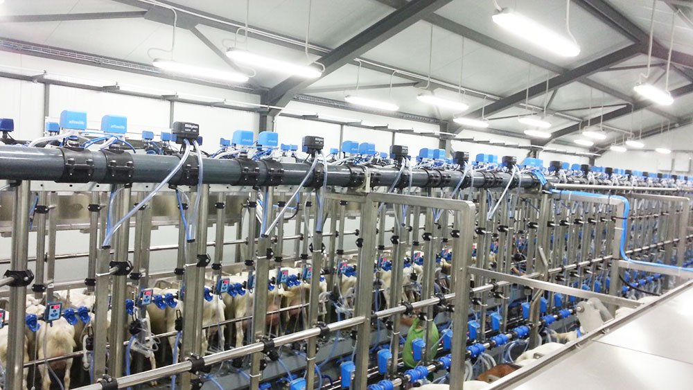 Cotele de lapte au fost eliminate 72881