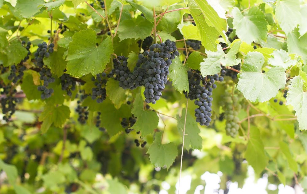 Noi reguli de plantare a viţei-de-vie în UE 72645