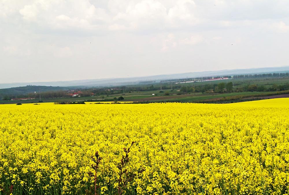 Perspective bune pentru culturile însămânţate în toamnă 72494