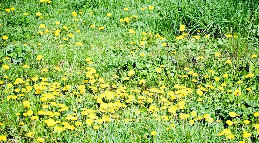 Păpădia, cel mai preţios detoxifiant al primăverii 72366