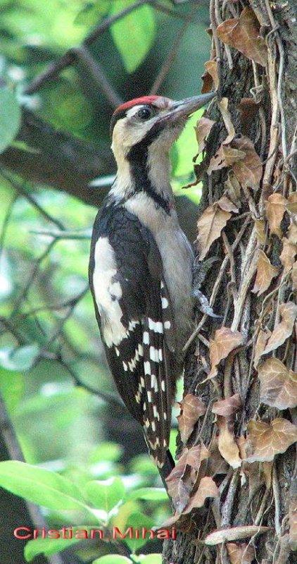 Portrete de păsări care trăiesc în București 71477