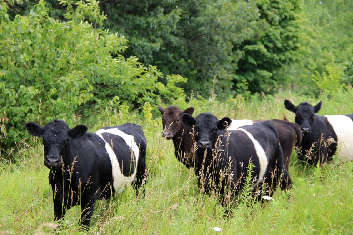 Subvenţii europene pentru 8,4 milioane de hectare 71182