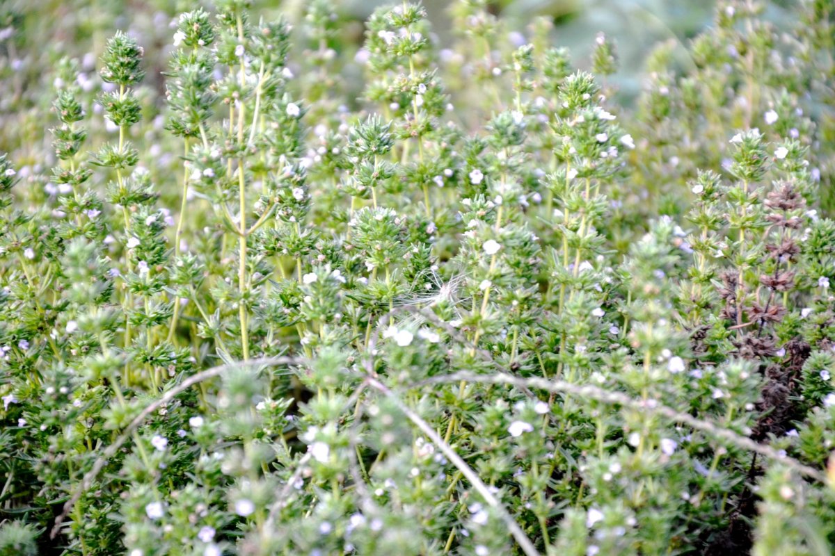 Fitoterapia înțepăturilor de insecte 71152