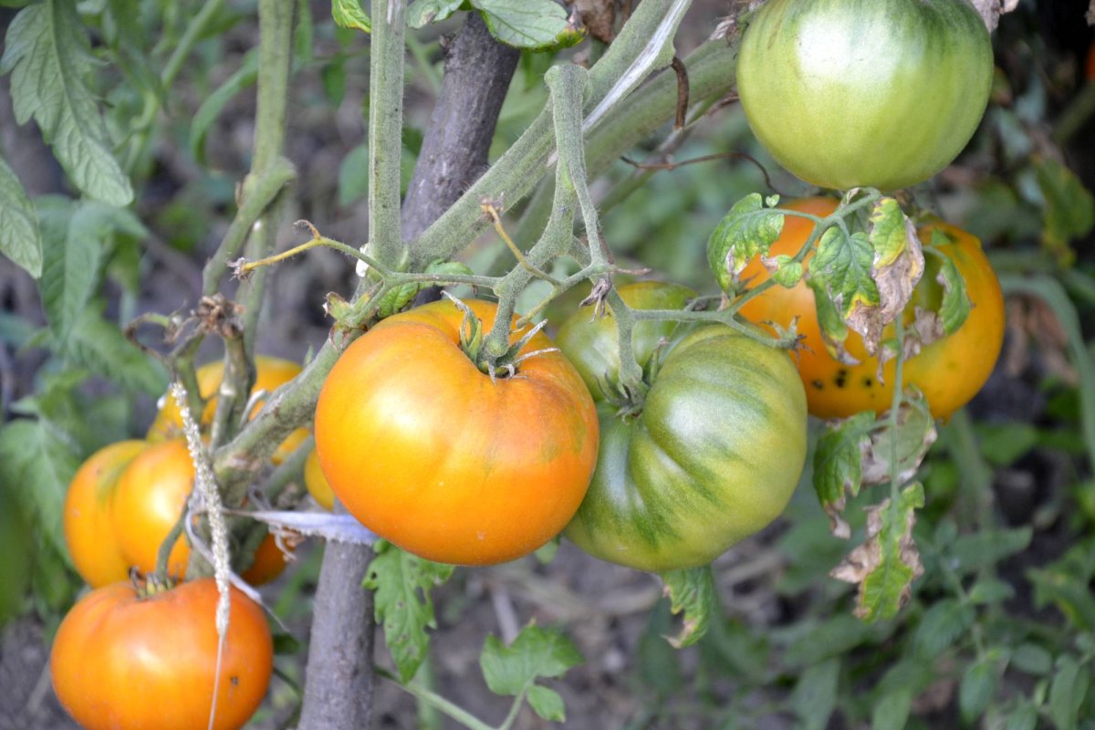 Roșiile, remediul-aliment din grădina verii 70997