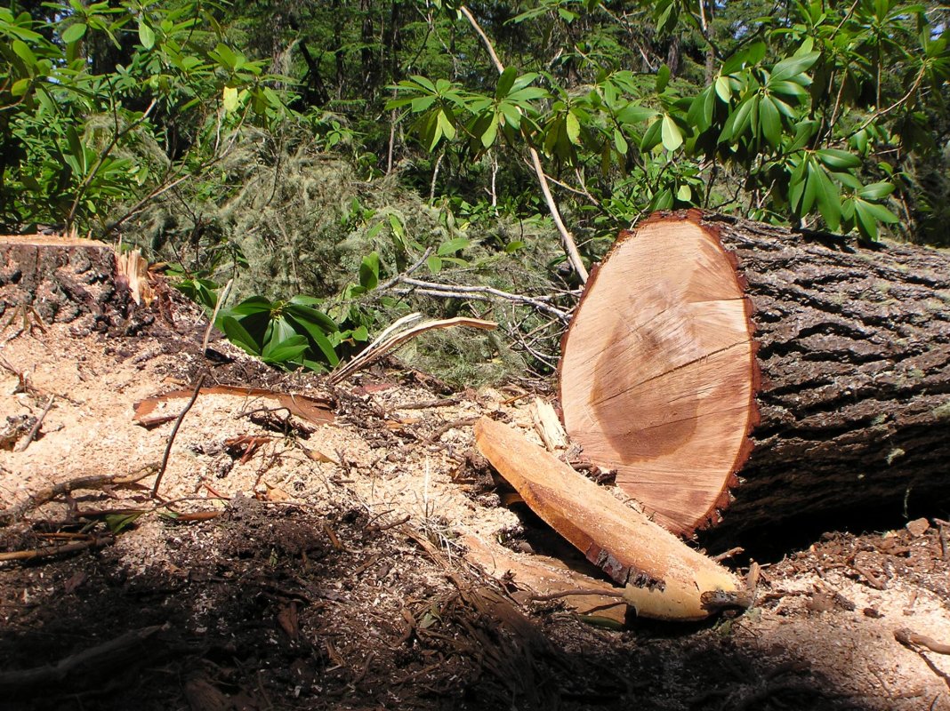 Comisarii vor acţiona împotriva tăierilor ilegale 70568