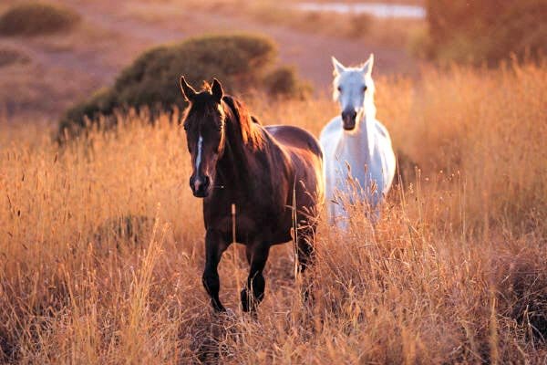 Fragment din romanul "Toate zilele lumii" (în lucru): De vorbă cu caii 70206