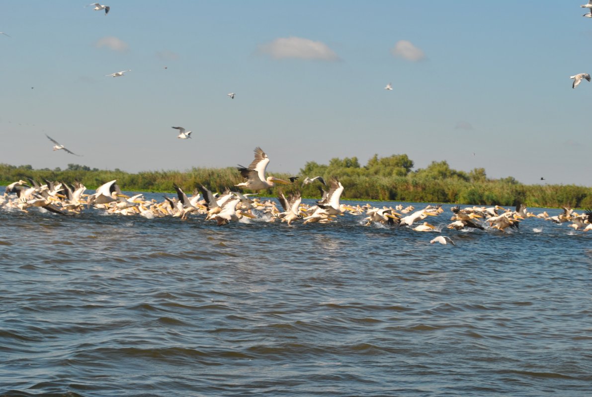 Delta Dunării, un muzeu viu al biodiversităţii 69878