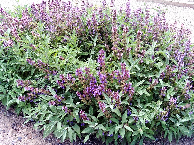 Remedii pentru bolile reumatismale 69230