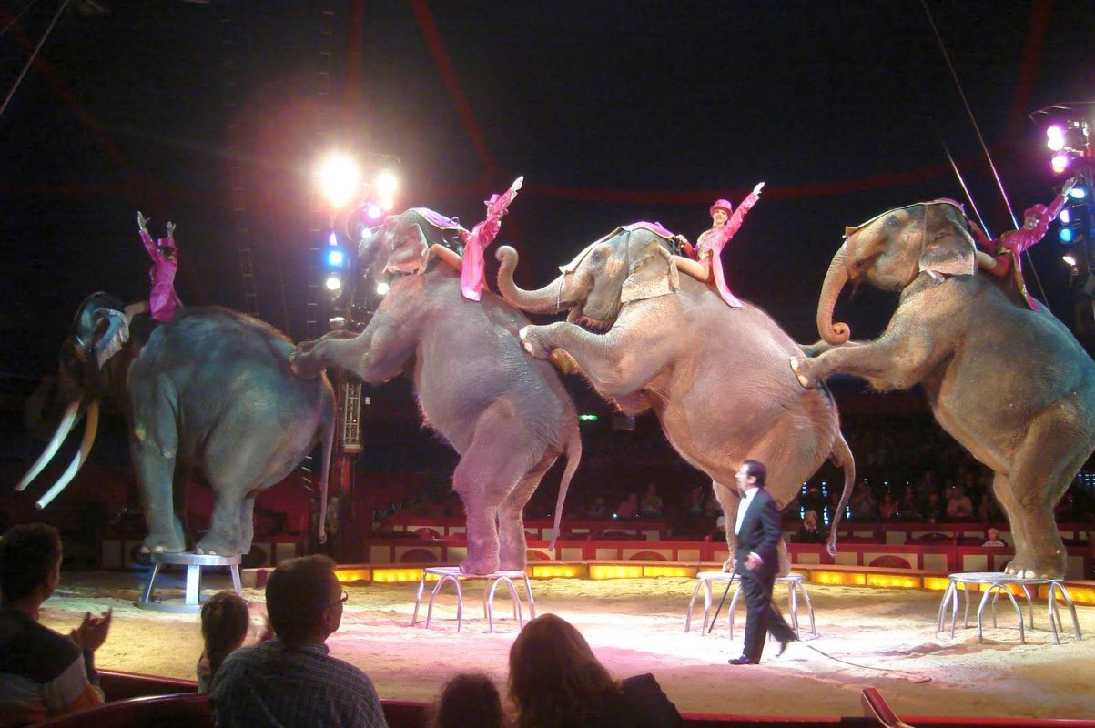 De la mesele boierilor la Circul Sidoli 68511