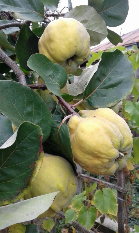 Gutuile, fructele  cu o sută de virtuți 68346