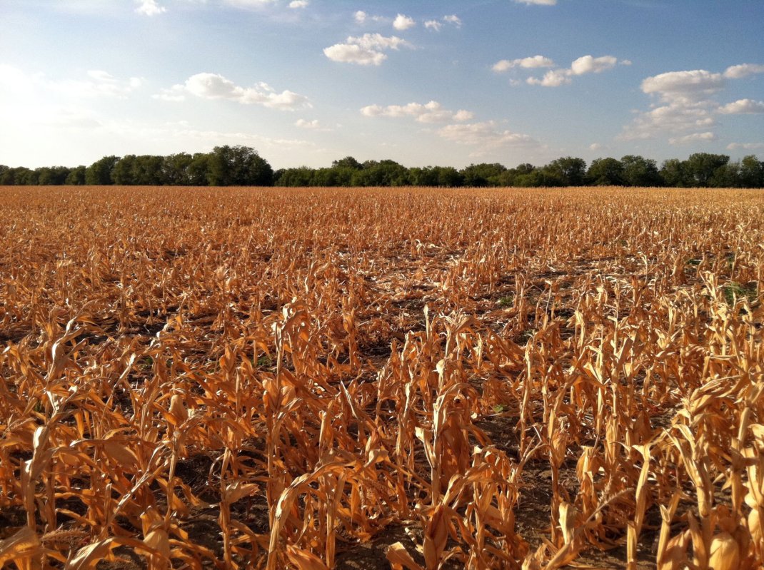 Despăgubiri pentru culturile afectate de secetă 67933