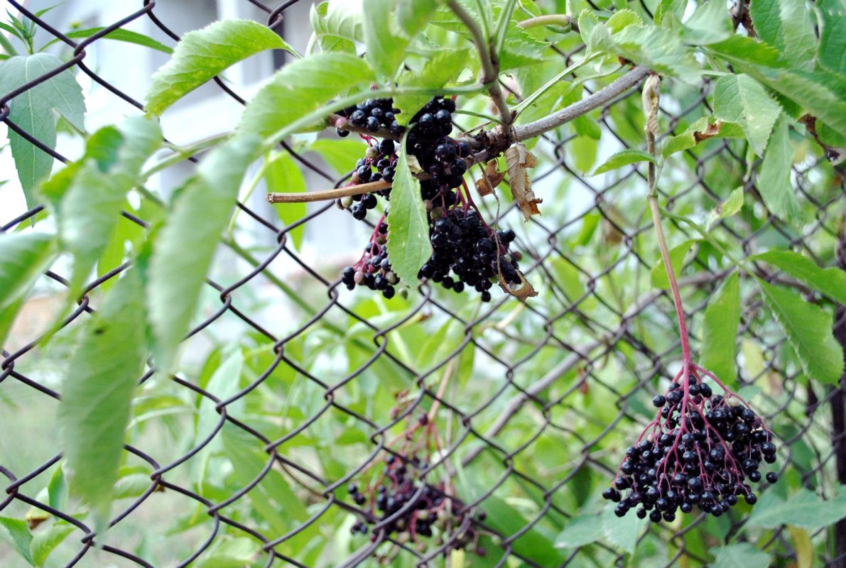 Atenție la produsele ce conțin multe E-uri! 67377