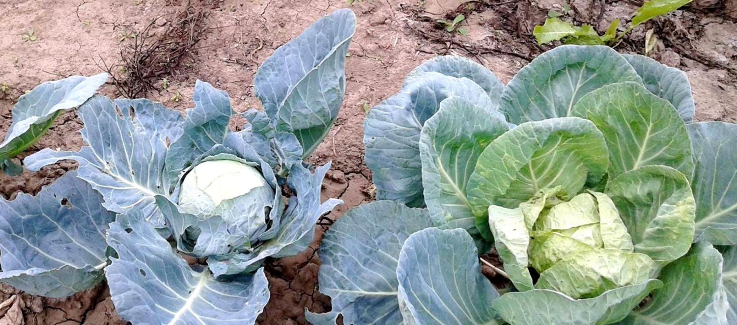 Fitoterapia atenuează reacțiile alergice 67288