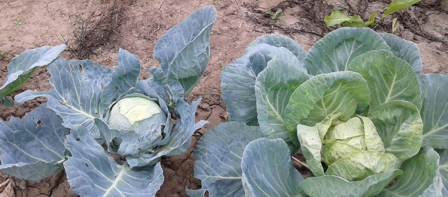 Fitoterapia atenuează reacțiile alergice 67286