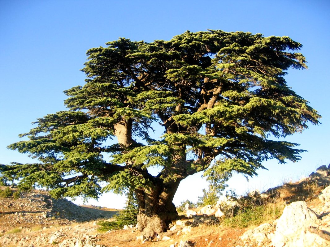 Lecțiile istoriei 66964