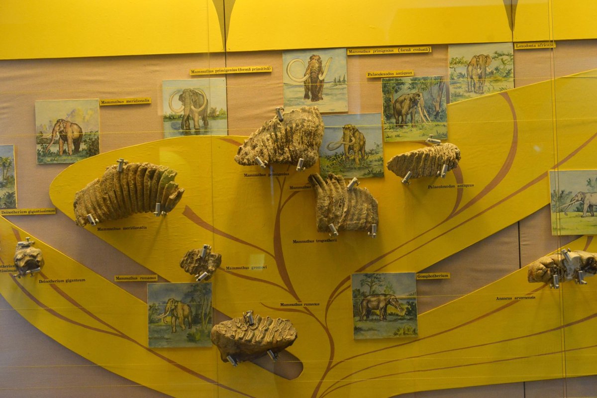 Locul unde pietrele povestesc trecutul 66765