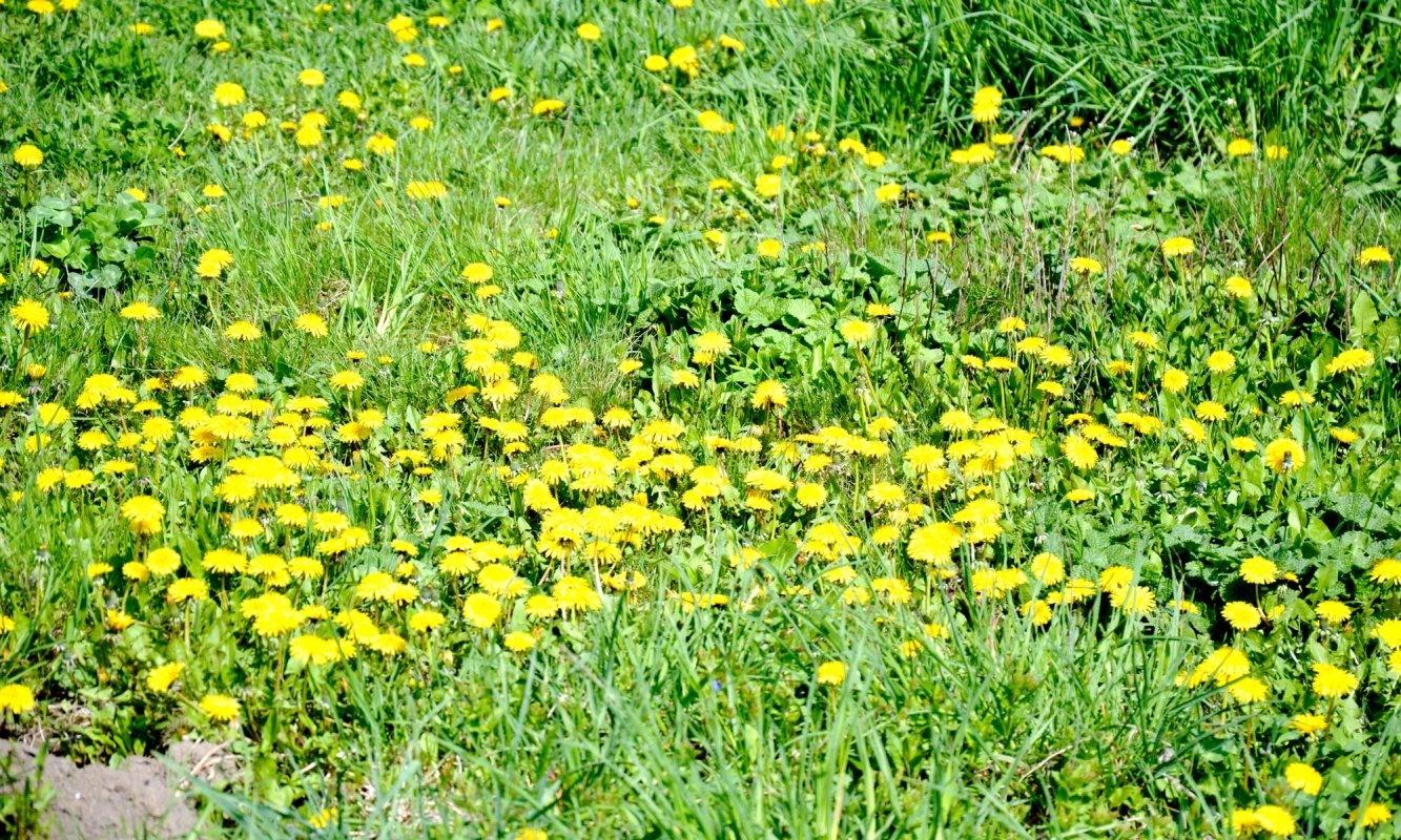 Despre combaterea gripei cu ajutorul tratamentelor naturiste 66604