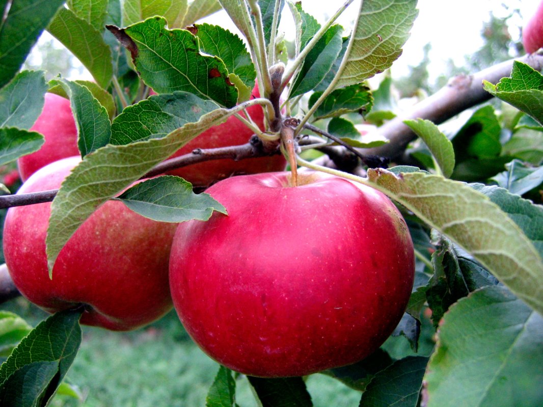 Remedii naturale în combaterea obezității 64401