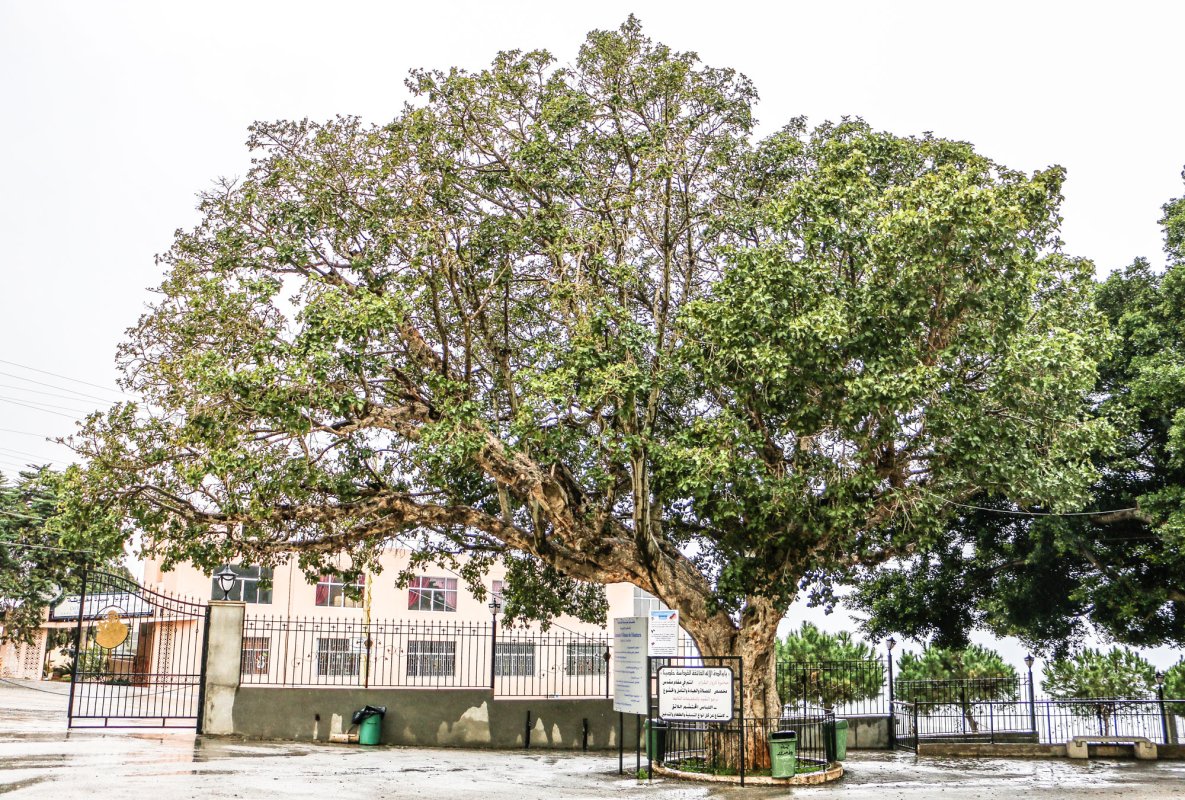 În Liban, pe urmele Mântuitorului 64262