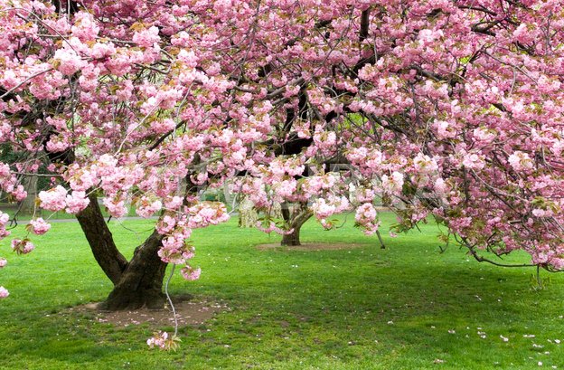 Poveste de primăvară 63737