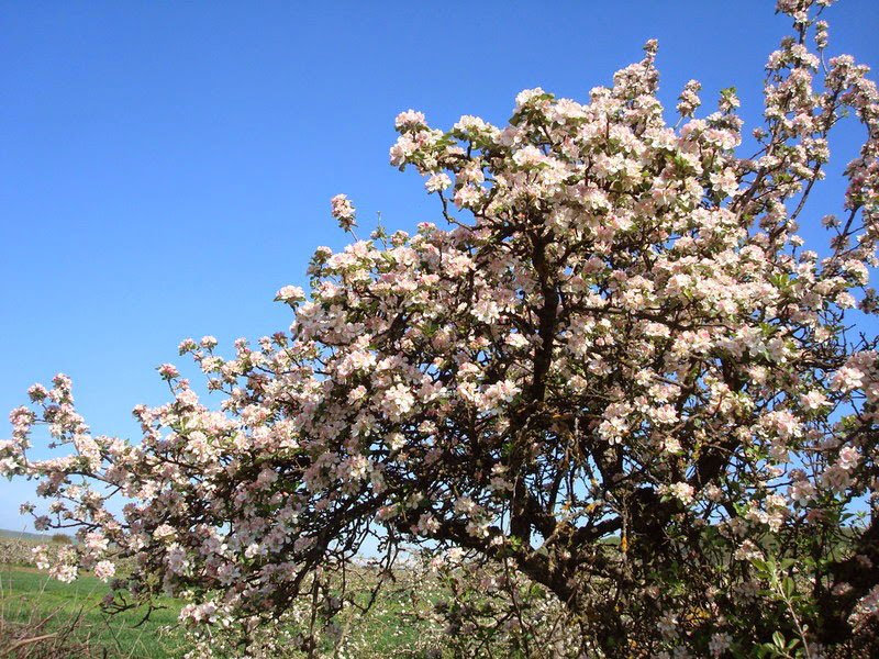 Poveste de primăvară 63740