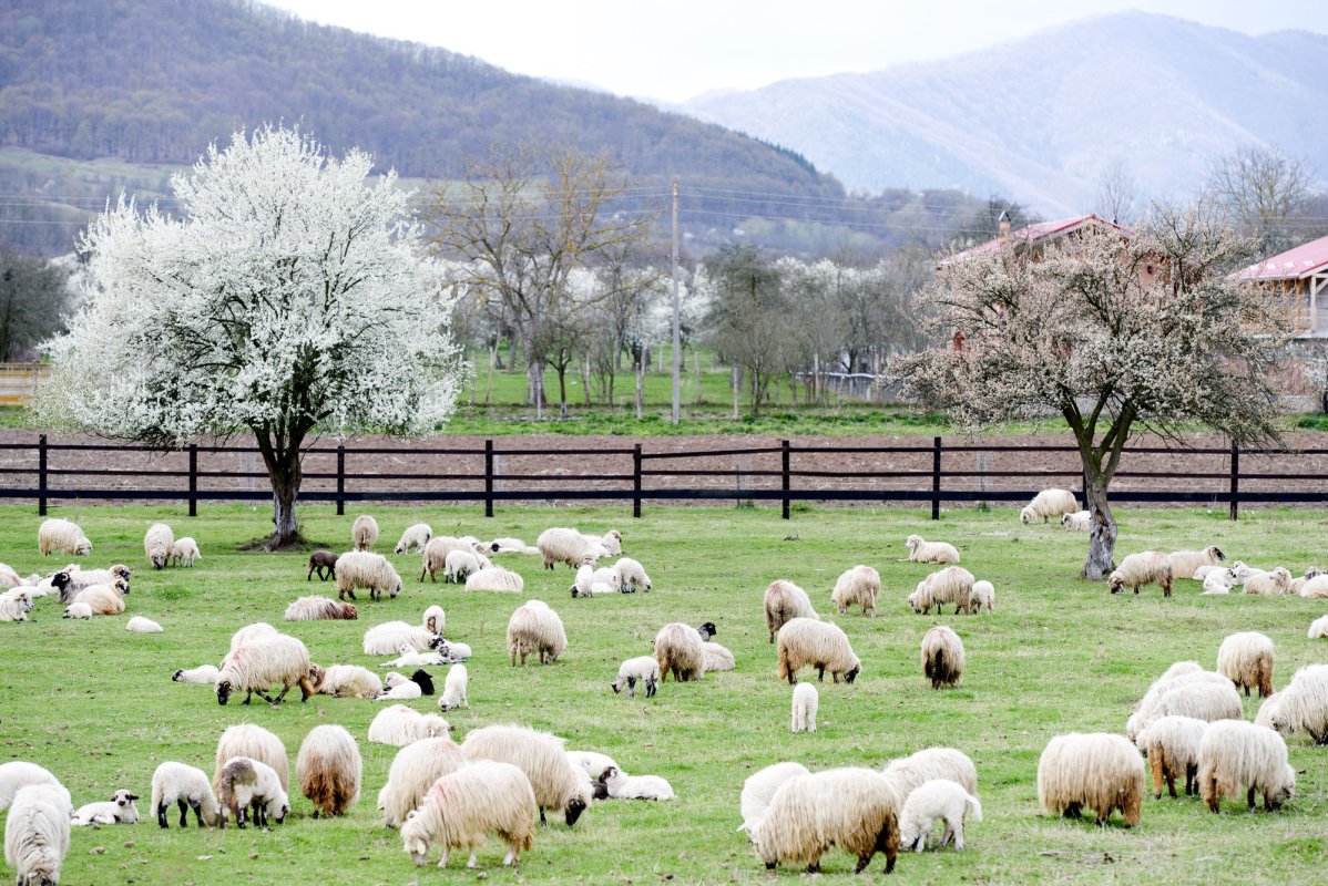 În așteptarea luminii Învierii la Densuș 61946
