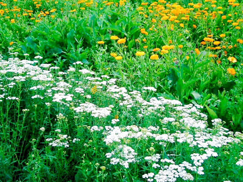 Afecțiunile respiratorii, tratate cu preparate din coada șoricelului 61689