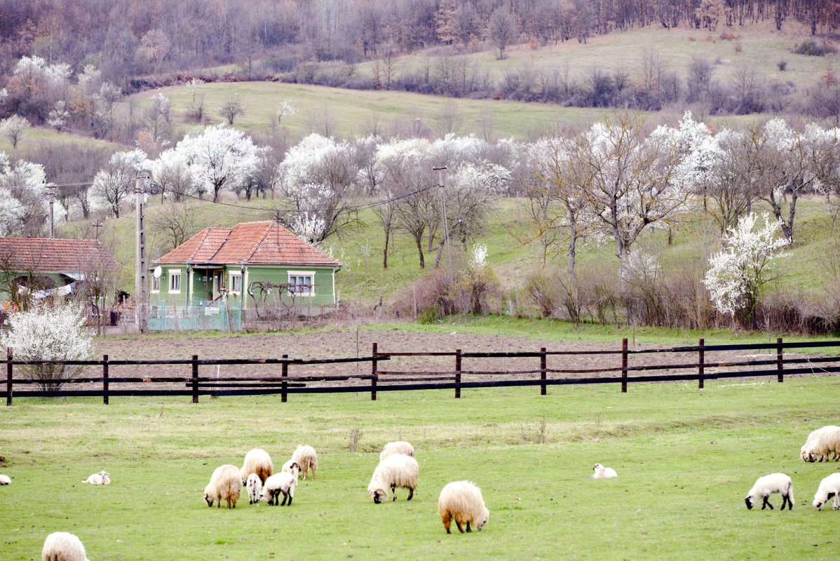 Să nădăjduieşti în ciuda evidenţelor 61687
