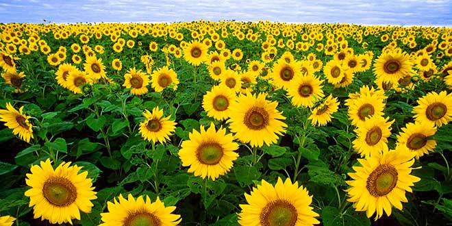 Oameni din flori 61354