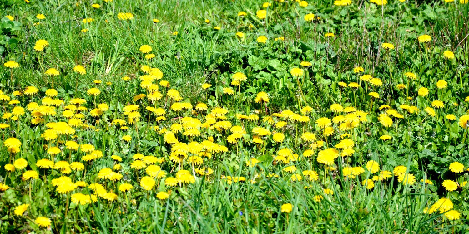 Leorda și păpădia, purificatorii sângelui 61265