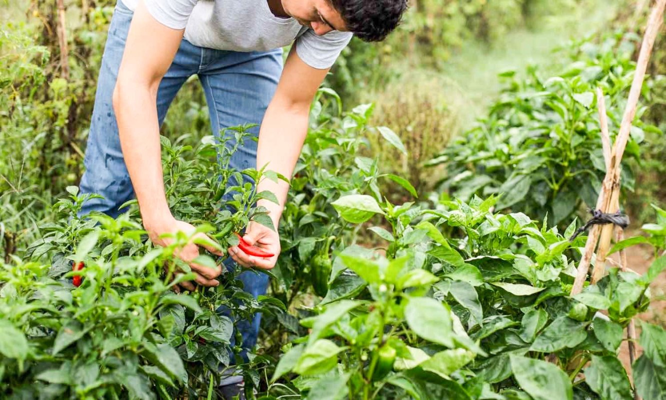 Se deschid primele sesiuni de proiecte prin PNDR 61129