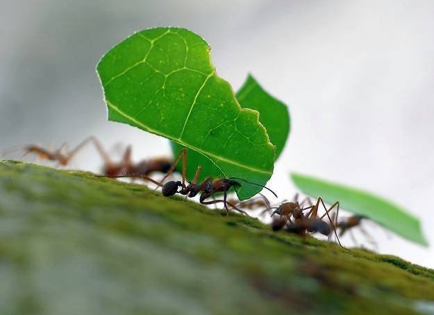 Trăim Viața fără să-i putem pătrunde până la capăt taina  61066