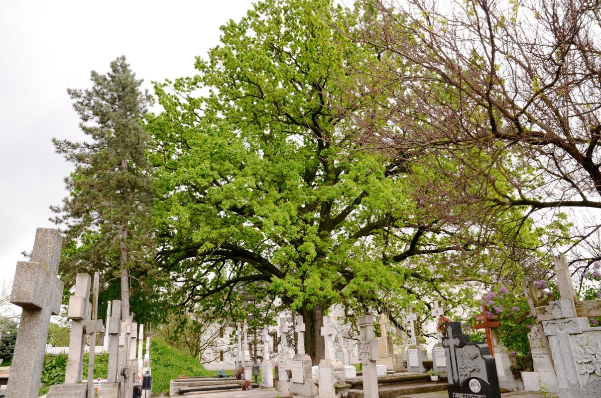 Chipuri luminoase înveșnicite în ostrovul cernican 60583