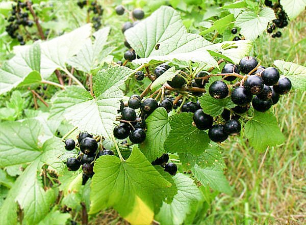 Florile de mai, cele mai bune remedii pentru cardiaci 60597